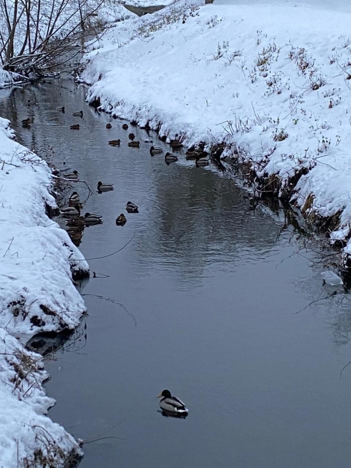 Грустно утки