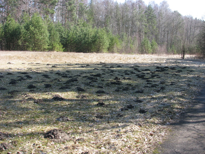 Неутомимые кроты