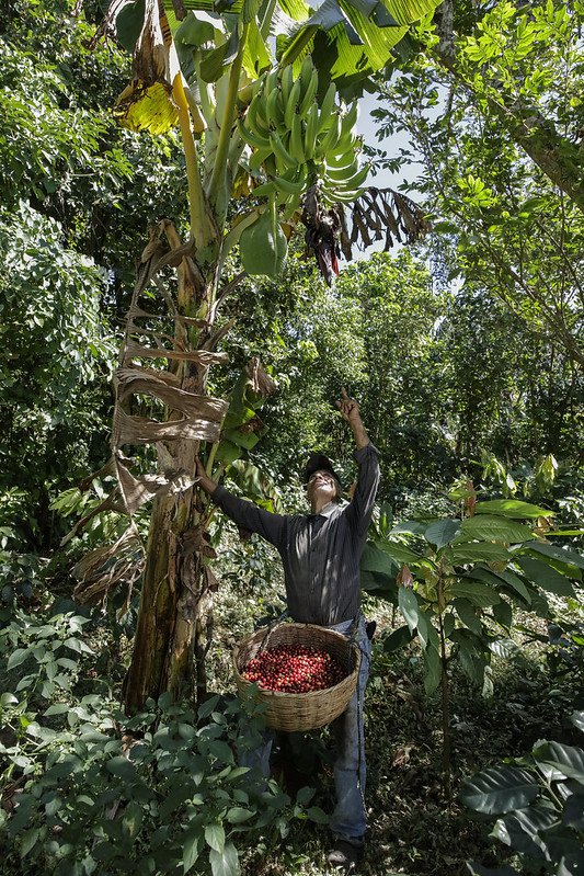 Cocoa plantations are beneficial for fauna - Cocoa, Plantation, Biodiversity, Сельское хозяйство, Peru, South America, The national geographic, Longpost