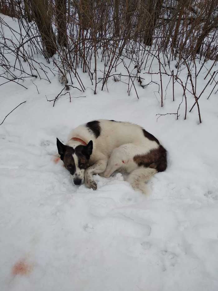 Собака, на снегу, район ул. Брусилова, покусана Потеряшка, Собака, Помощь животным, Без рейтинга, Длиннопост