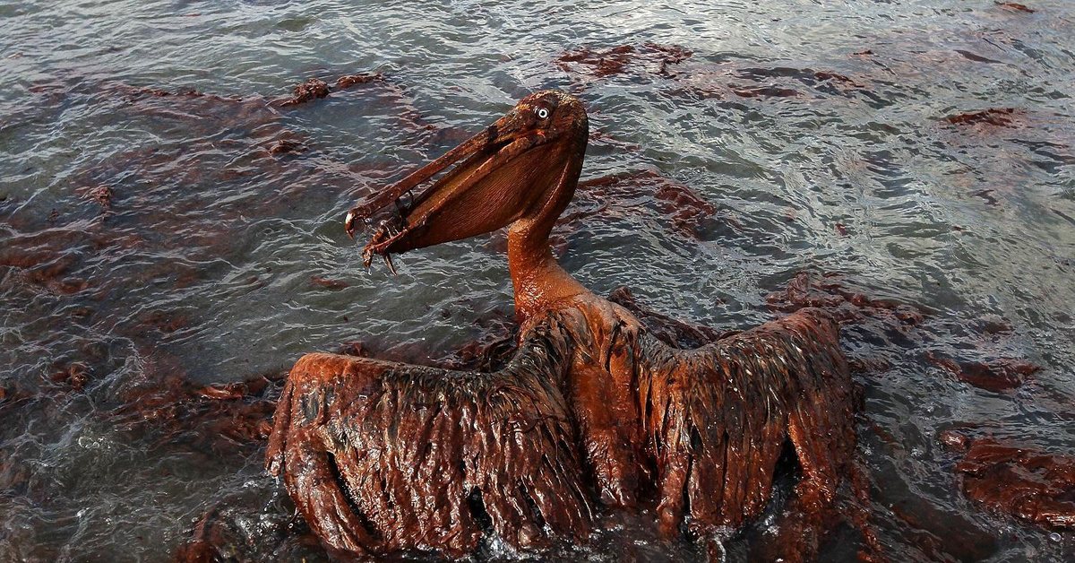 Море умирает. Загрязнение воды животные. Загрязнение нефтью животных. Животные вьзагрезненой воде.