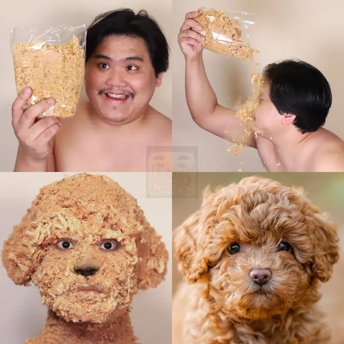 Lowcost cosplay - Lowcost cosplay, Cosplay, Poodle, Puppies, Asians