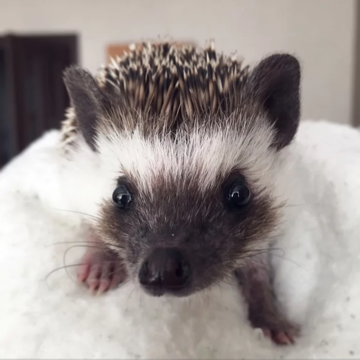 My cake - My, African pygmy hedgehog, Hedgehog, Longpost