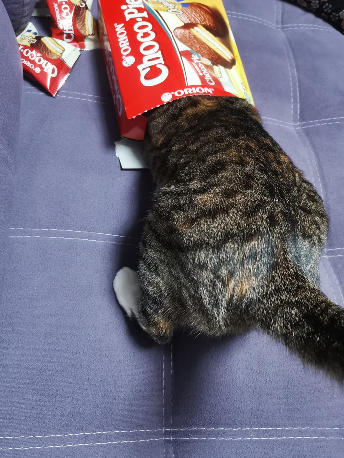 ,     ! , Choco Pie, , , 