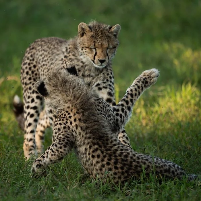 Time to play - Cheetah, Animal games, Young, Small cats, Cat family, Predatory animals, Wild animals, wildlife, National park, Serengeti, Africa, The photo