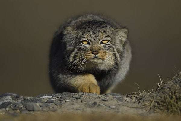 Are you ready to pet? - Wild animals, The photo, Predatory animals, Cat family, Pallas' cat, Pet the cat, Fluffy, Small cats