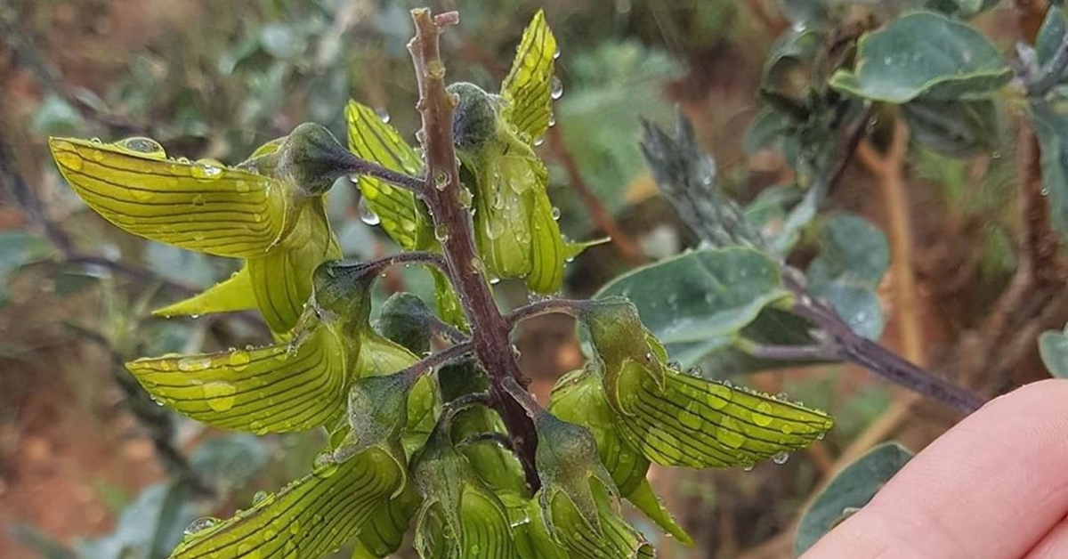 Похожа на растение. Кроталярия Колибри. Crotalaria cunninghamii. Crotalaria cunninghamii — растение, имитирующее Колибри. Crotalaria cunninghamii растение листья.