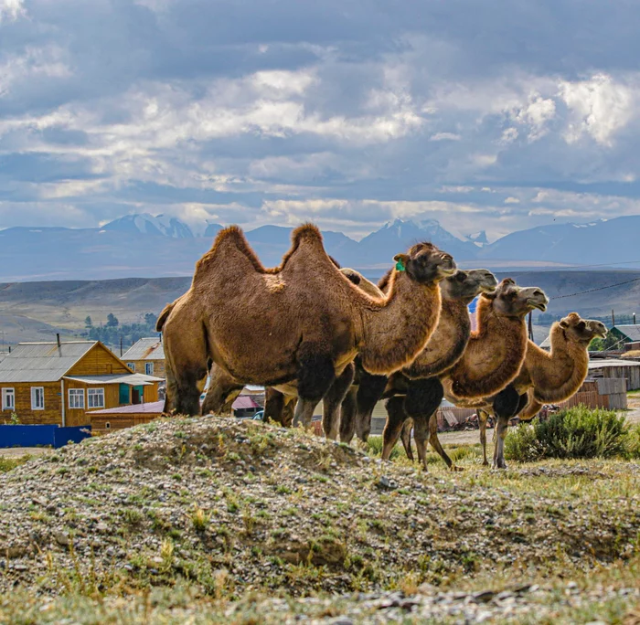 All are equal, as on selection - Camels, Kosh-Agach, Village, Altai Republic, Pets, The photo, The national geographic, Artiodactyls