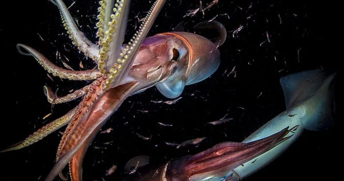 Squid Red Devil, a nightmare from the deep sea - Squid, Kraken, Tentacles, Danger, Ocean, Marine life, Video, Longpost