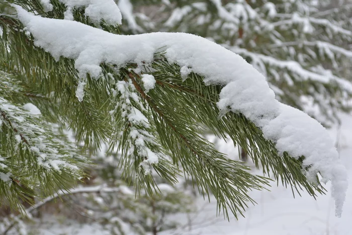 Attempt at writing - My, The photo, Macro photography, Conifers, Winter, Beginning photographer