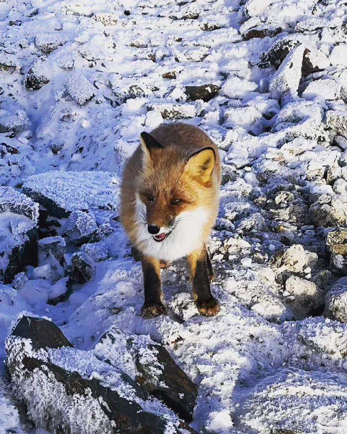 The fox crept up unnoticed - My, The photo, Wild animals, Fox, Mining, Canines, Predatory animals