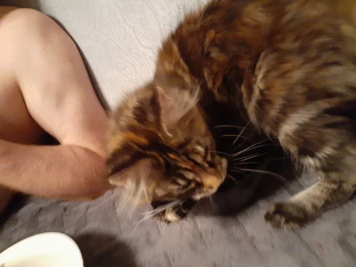 And then the soup with the cat - My, cat, The photo, Maine Coon, Video