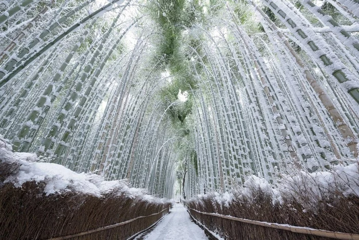 Bamboo forest in the snow. Kyoto, Japan - Peace, The photo, Japan, Bamboo, beauty