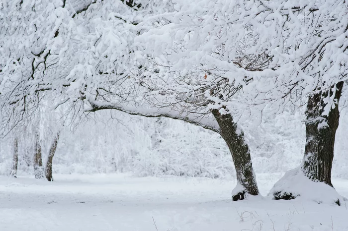 Snowy day - My, The photo, Nature, Winter, Forest, Saratov