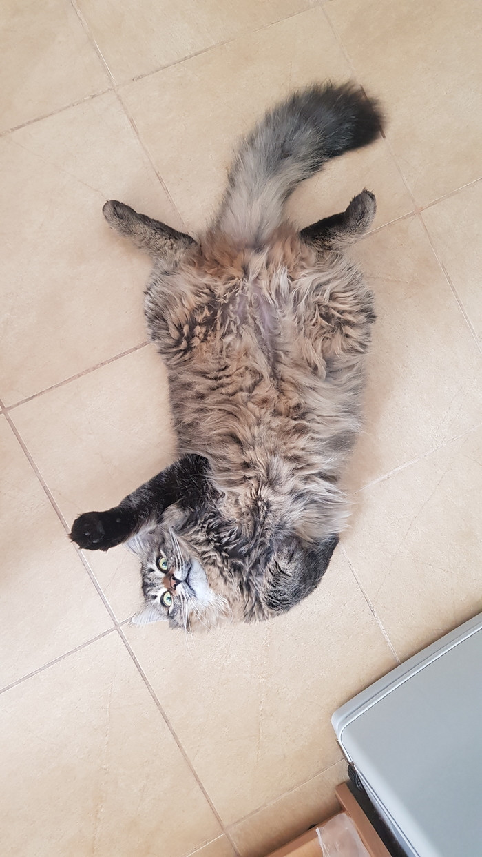 -, ,  ,  