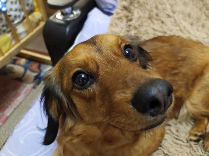 Do you believe me? - My, Dog, Long-haired dachshund, Nose, Eyes, The photo