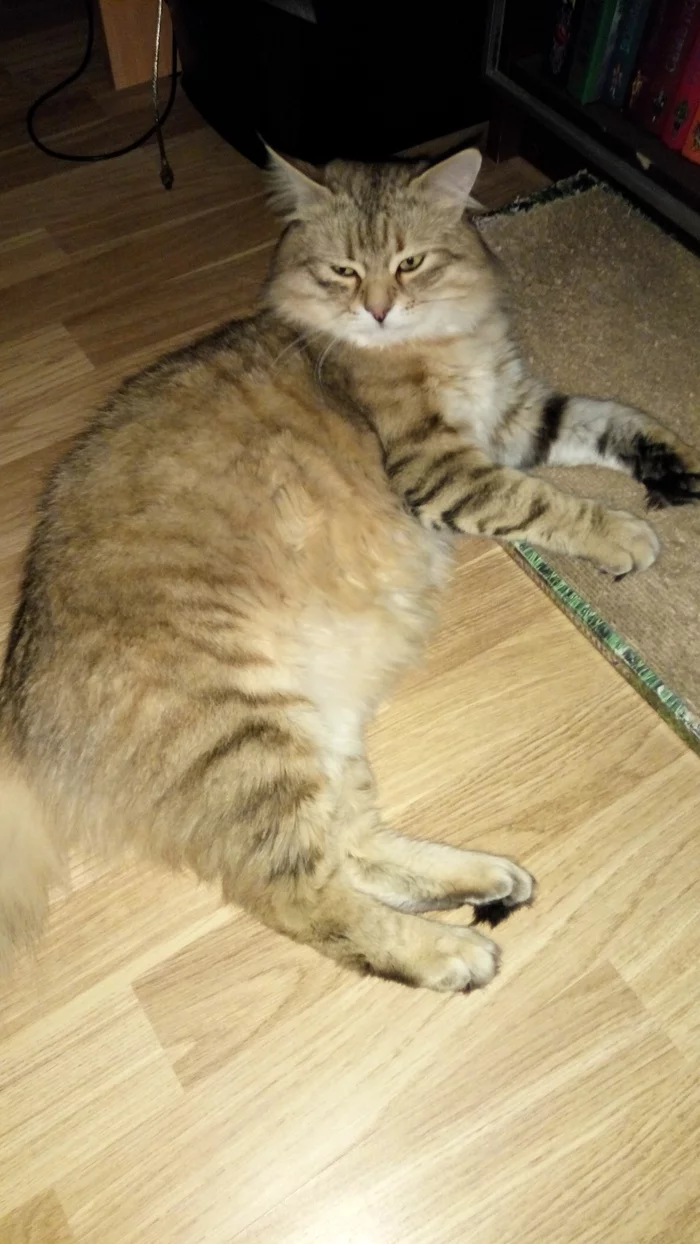 The cat disappeared (Moscow, North-Eastern Administrative District, Fonvizinskaya st.) (Found) - North-East Administrative District, Moscow, No rating, cat, Lost cat, Search for animals, My