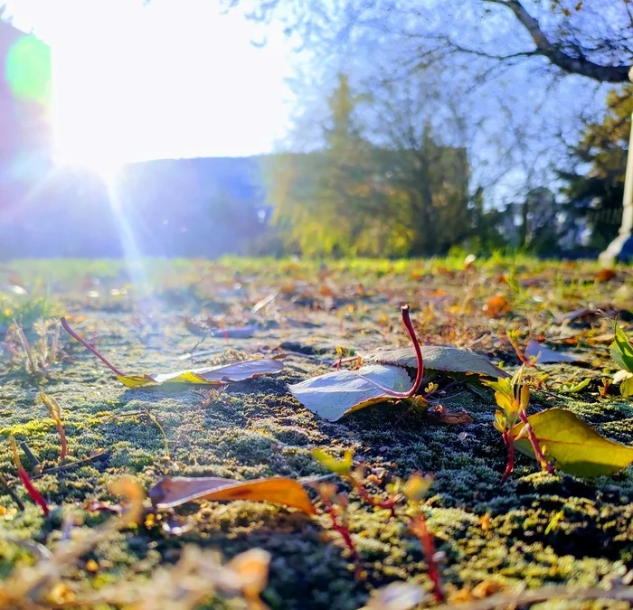 Let's remember autumn - My, Krasnoyarsk, Macro photography, Asus zenfone 6, Autumn, Amateur photography, Longpost