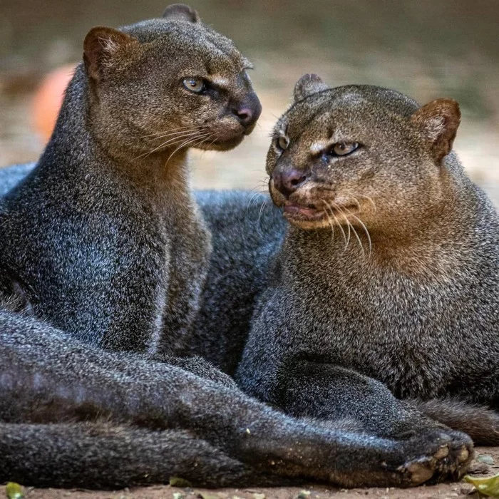 Jaguarundi - The photo, South America, Brazil, wildlife, Wild animals, Predatory animals, Cat family, Small cats, Jaguarundi