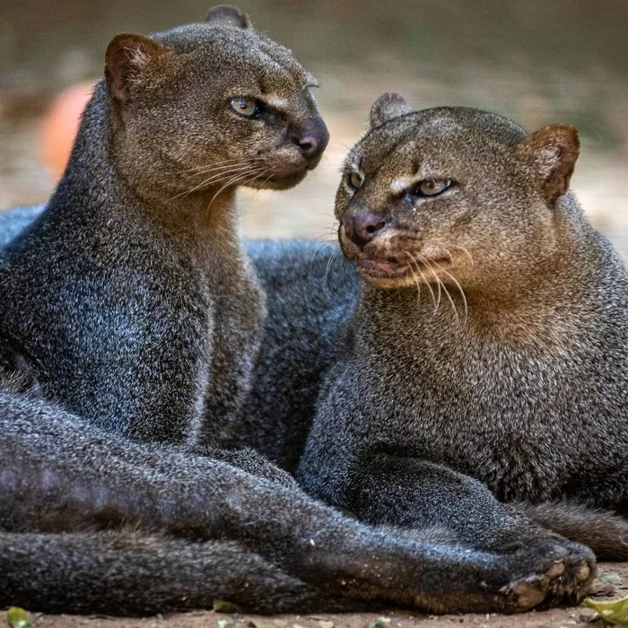 Jaguarundi - Jaguarundi, Small cats, Cat family, Predatory animals, Wild animals, wildlife, Brazil, South America, The photo