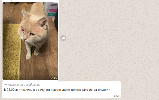 Continuation of the post “The cat really needs a house or overexposure. Day and night sits at the store. Leningrad region - My, cat, Found a home, Video, Reply to post, Longpost