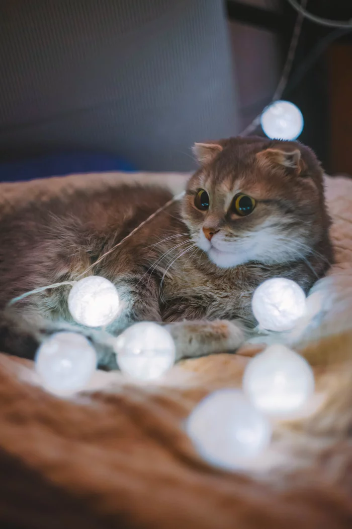 Christmas mood - My, cat, Scottish lop-eared, Holidays, Garland, Animals, Cosiness, Longpost