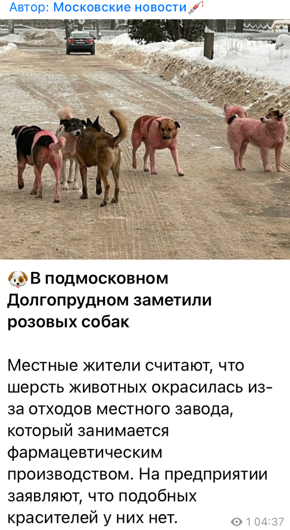 This has never happened, and here it is again! - Dog, Moscow, news, Dolgoprudny, Ecology, Screenshot, Negative
