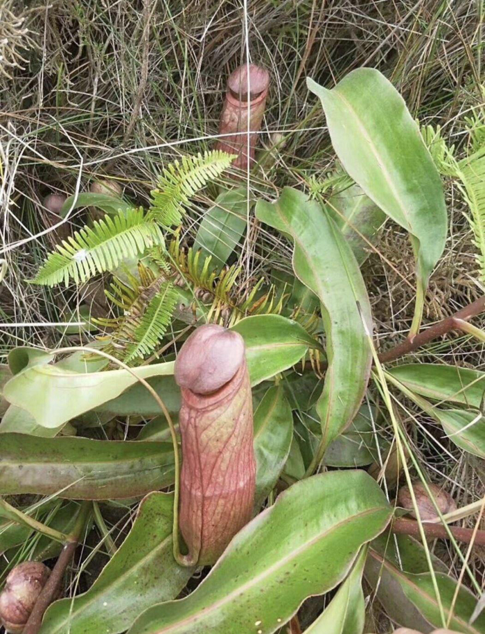 Nepnthes,   ,   