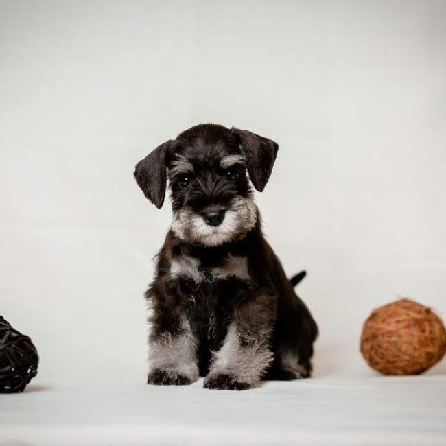 New family member - My, Dog, Pets, Milota, Puppies, Miniature schnauzer, Longpost