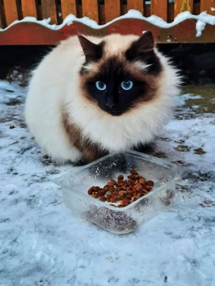 Kotoland. An extraordinary handsome man is looking for a home! Moscow and Moscow region! - My, cat, Moscow, Подмосковье, In good hands, Shelter, Shelter Cotoland, No rating