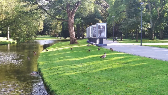 Reply to the post Nile goose - My, Netherlands (Holland), Birds, The photo, Nature, Rotterdam, Reply to post, Longpost