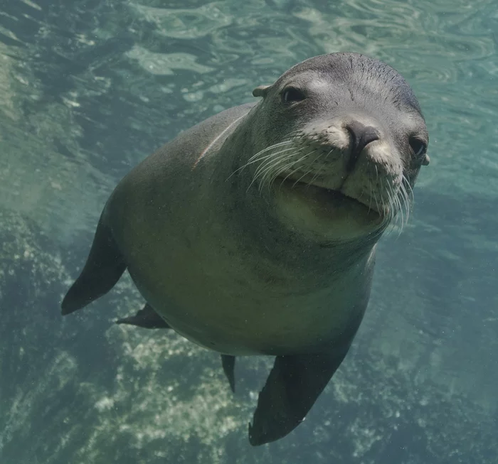 Face control - Sea lion, Long-eared seal, Mexico, North America, Marine life, Wild animals, wildlife, Milota, The national geographic, The photo, Face control, Humor, Underwater photography, Freediving