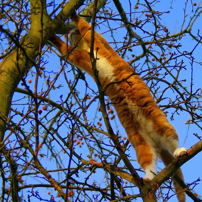 From branch to branch ... - cat, Redheads, Branch
