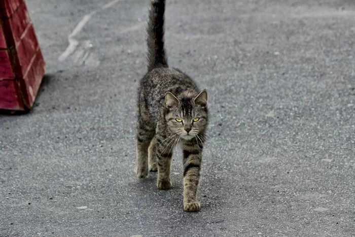 Walks - My, cat, Street photography, The photo, Town, Striped