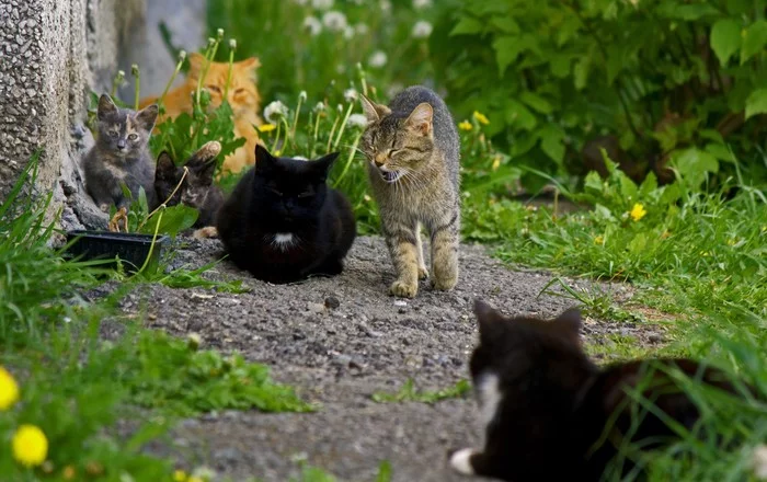 Kotobudni - My, cat, Street photography, The photo, Town, Summer