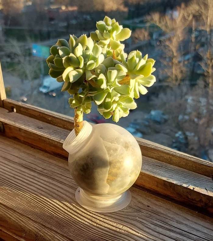 An unusual way of growing - My, Succulents, Plants, Hobby, The photo, Mobile photography, Experiment, Houseplants, Beginning photographer