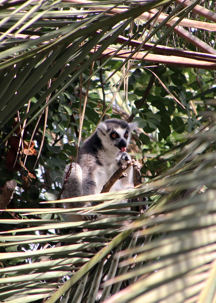 On a visit to the squirrel monkeys - My, Nature, The photo, Animal protection, Israel, Monkey, Primates, Longpost