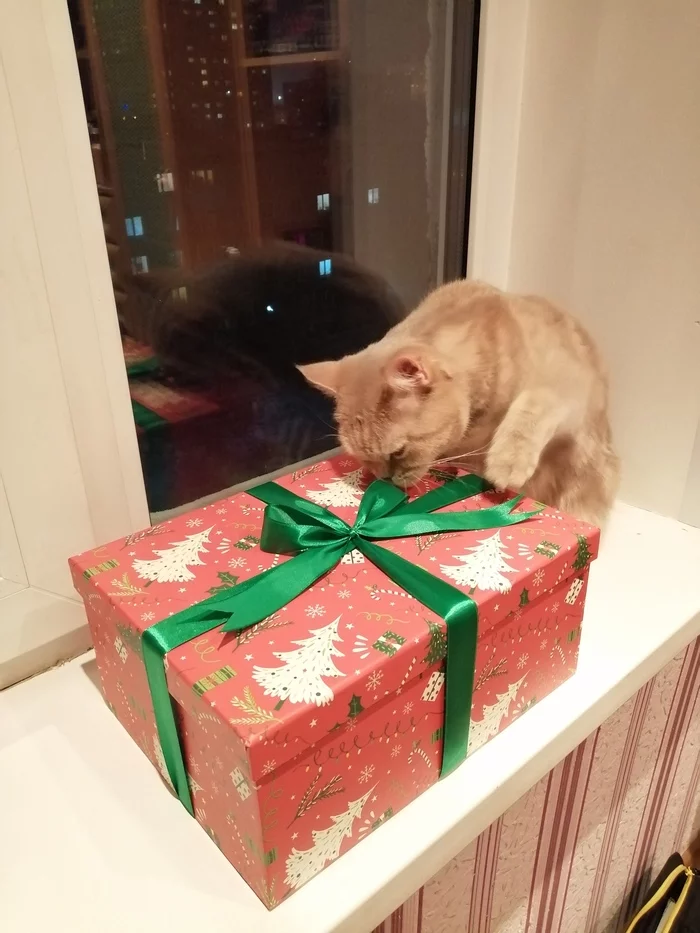 New Year's exchange of LZ. St. Petersburg - Perm))) - My, Gift exchange, Exchange-Lz, cat, Longpost