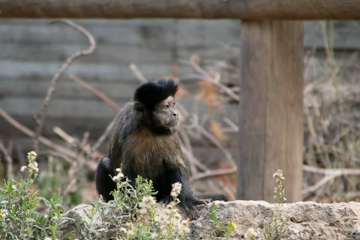 On a visit to the squirrel monkeys-3 - My, Nature, The photo, Animal protection, Israel, Monkey, Primates, Longpost