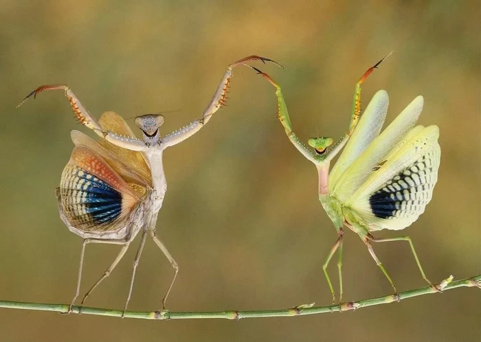 Dance of love and passion - Mantis, Dancing, Nature, Insects