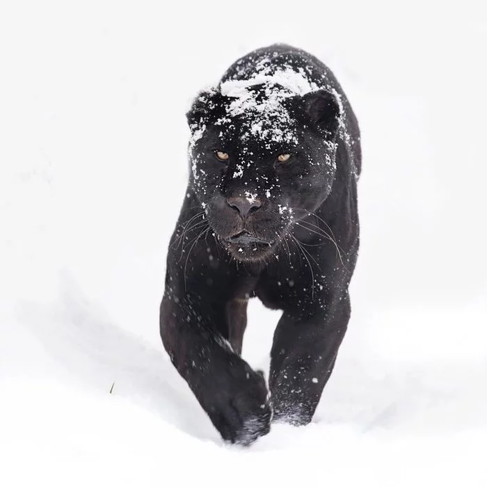 Snow Panther) - Jaguar, Big cats, Cat family, Wild animals, Predatory animals, Zoo, England, Interesting, Black Panther, Rare view, Snow, Winter