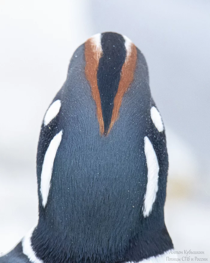 Penguin? ahh no it seemed ... - My, Birds, Animals, Wild animals, Rare view