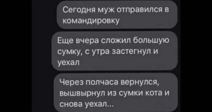 Сломали судьбу) - Кот, Утро, Юмор, Картинка с текстом, Шотландская вислоухая