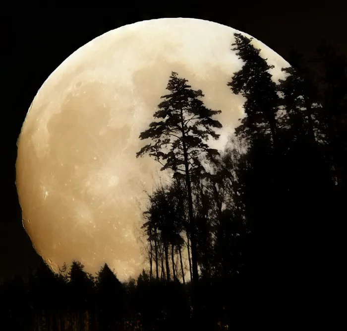 moon - My, moon, Night, Forest