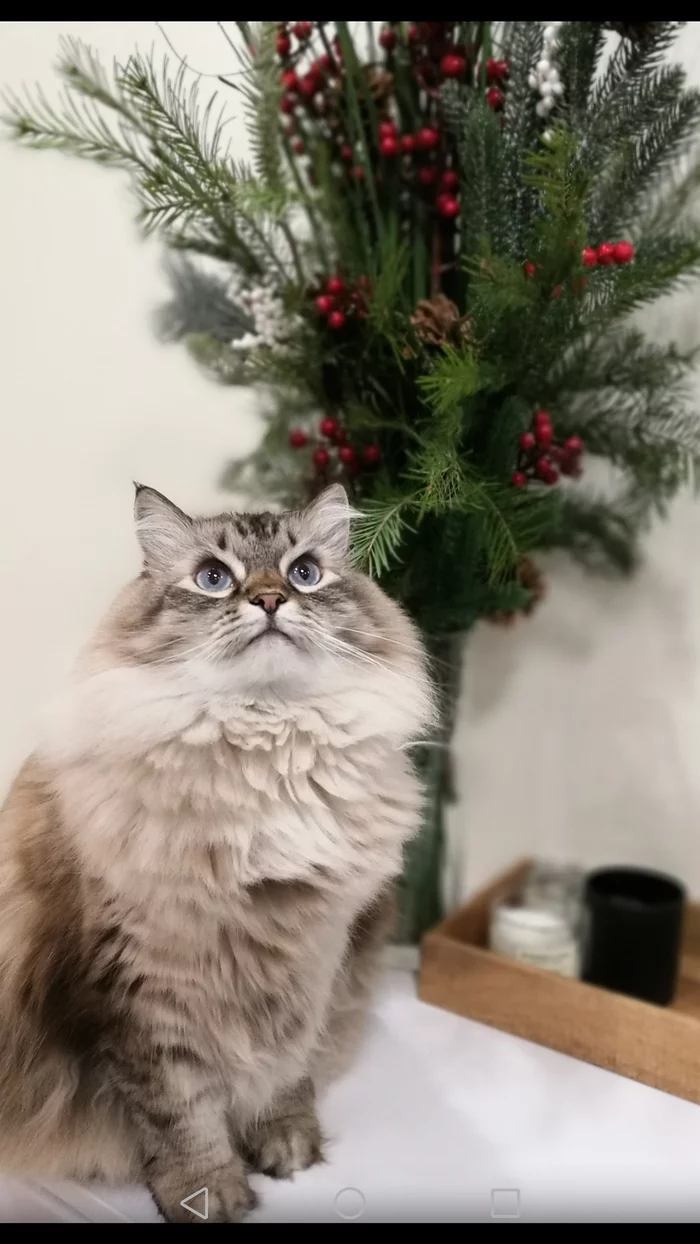 My Snow Maiden and Christmas tree - My, cat, Girl, The photo