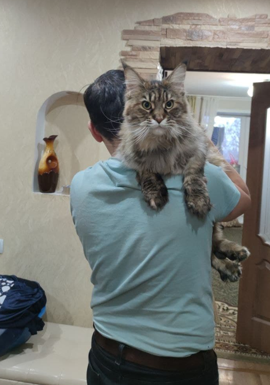 Busya - My, Maine Coon, Pets, cat