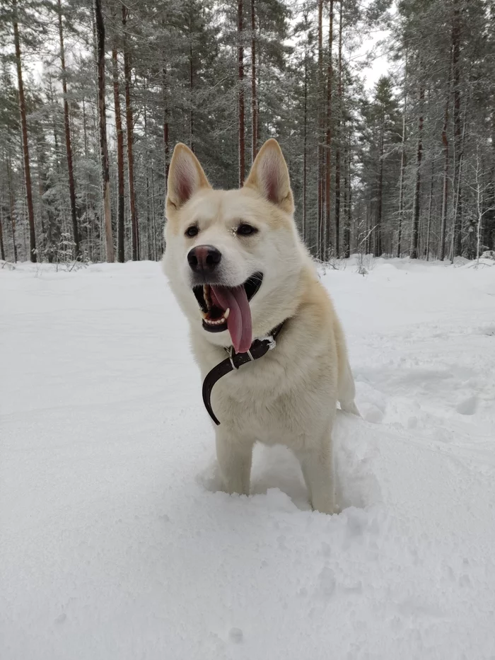 The woolen wolves rejoice in the snowy winter - My, Dog, Alaskan Malamute, Mestizo, Husky, Laika, Winter, Snow, Video, Longpost