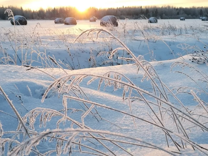 Winter field - My, Winter, Snow, The sun, Field, Spikelet, The photo