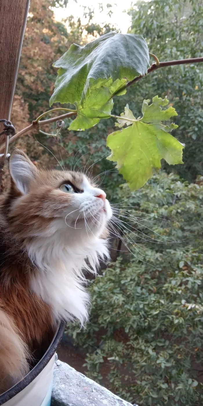 My beauty - My, Tricolor cat, Pets, View from the balcony, The photo, Longpost, cat