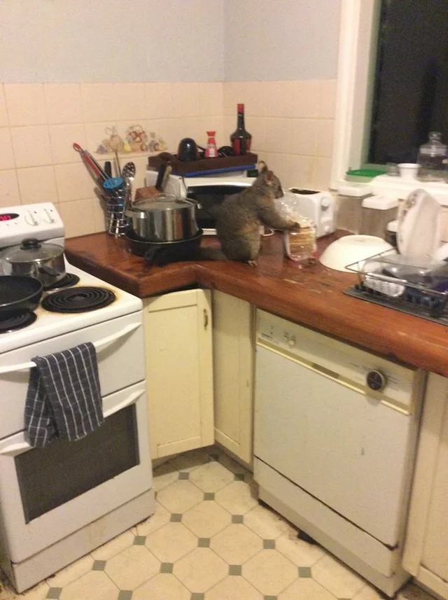 “My wife discovered a stranger making toast in her kitchen. This is a fox kuzu  - Reddit, Fox Kuzu